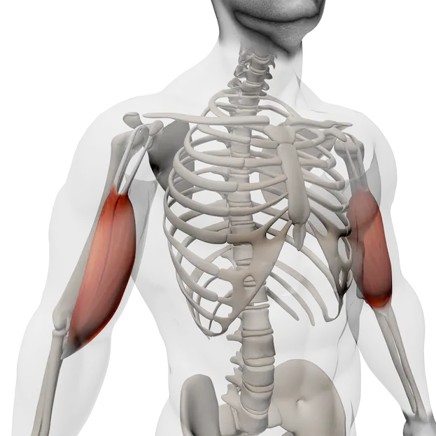 Vue anatomique mettant en évidence le biceps brachial