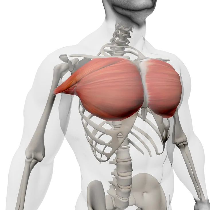 Vue anatomique mettant en évidence le grand pectoral