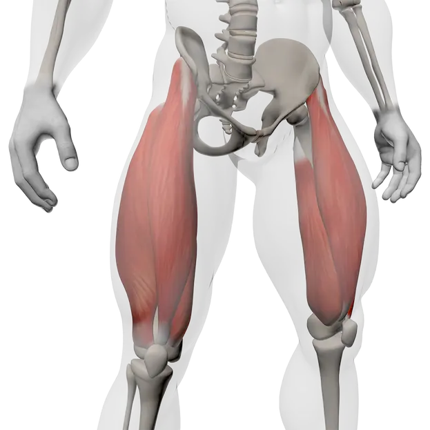 Vue anatomique mettant en évidence les quadriceps